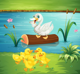 Obraz na płótnie Canvas Duck family by the river