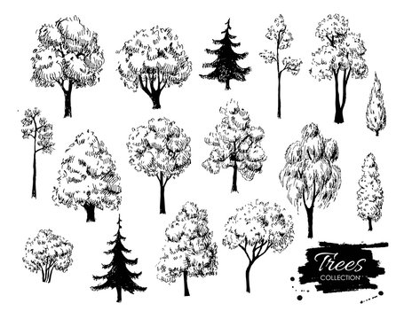 Big set of hand drawn tree sketches. Artistic drawing