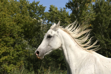 Obraz na płótnie Canvas Grey colored arabian horse canter on pasture