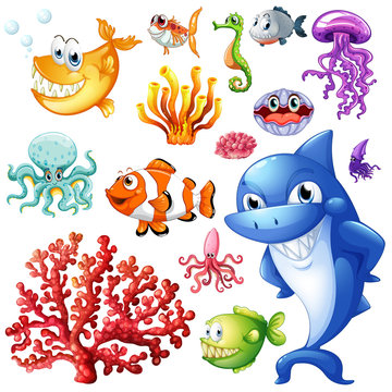 Sea animals and coral reef