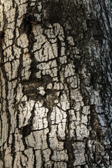 Abstract wood bark texture