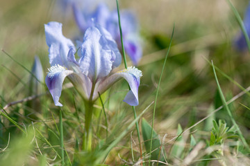 wild irises