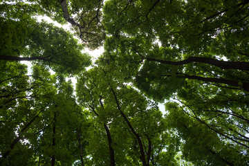 Obraz premium Silhouettes of green maple treetops