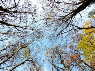 Deciduous forest in fall