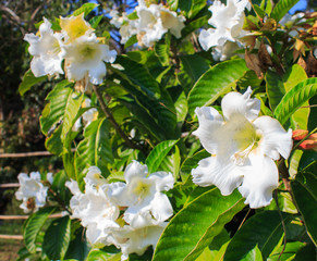 White flower Easter Lily Vine.