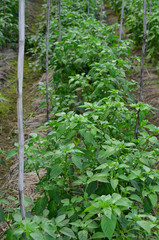 The pepper plants