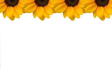 Naklejka premium Sunflower Presentation Template with White Background