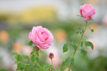 ピンク色のバラ