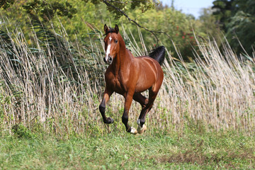 Thoroughbred young  arabian stallion canter on summer meadow