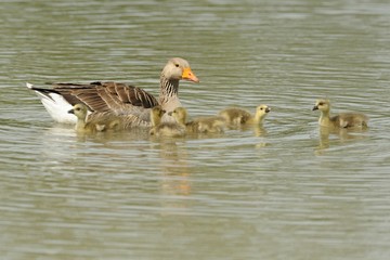 Wild goose (anser anser)