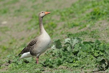 Wild goose (anser anser)