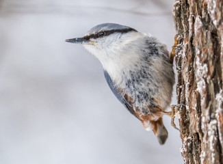 Nuthatch