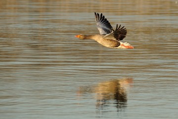 Wild goose (anser anser)