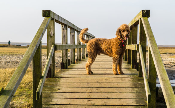 Holzsteg mit Hund an der Nordsee