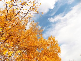 Yellow leaves on tree in autumn