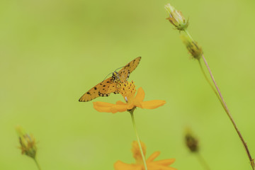 Closeup butterfly on flower