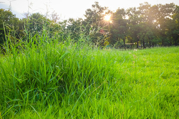 Central Park fresh nature