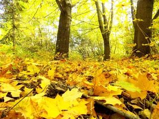 Naklejka na ściany i meble Fallen yellow leaves in autumn in forest