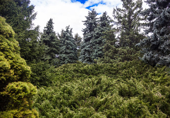 Fototapeta na wymiar Landscape with blue spruces and juniper bushes