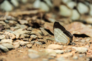 A white and brown butterfly.