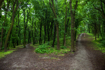 Obraz premium Parting of the ways in a green summer forest