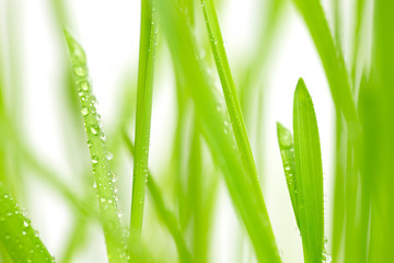 Fototapeta na wymiar Green grass with water drops. Spring theme background.