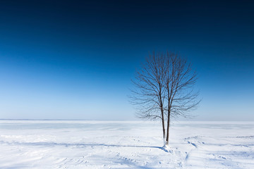 Lonely tree on a plain covered with snow