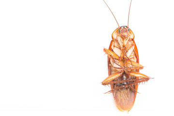Macro Cockroaches dead dirty
