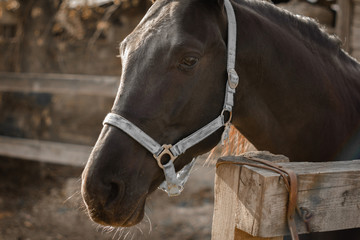 Brown Horse in stable