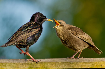 Starling and Fledgling