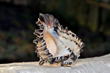 seashell on white walls and dark background