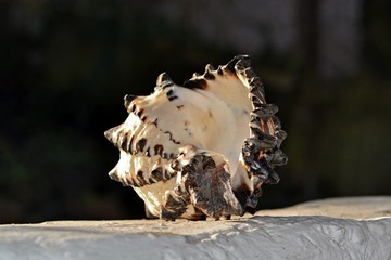 seashell on white walls and dark background