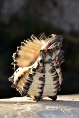 seashell on white walls and dark background