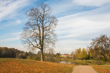 Obraz premium Autumn landscape with golden trees and falling leaves