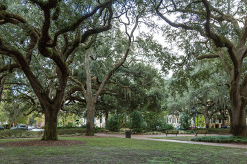 Benches Under Old Oak Trees