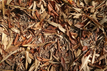 Dry leaves on the ground in tropical rainforest
