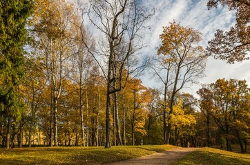 Fototapeta premium Autumn landscape with golden trees and falling leaves