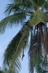 Fototapeta na wymiar Weaverbird woven nests hanging from coconut trees, Thailand