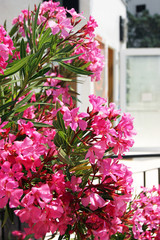 Bright pink oleander