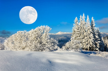 winter rime and snow covered fir trees on mountainside