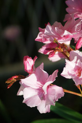Flowers pink oleander