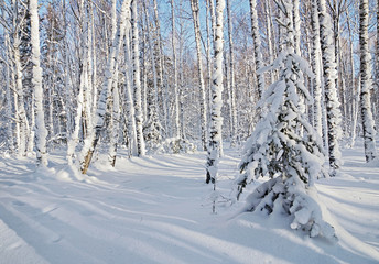 Fairy winter wood in bright sunny day