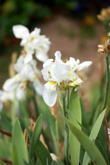 Large white irises