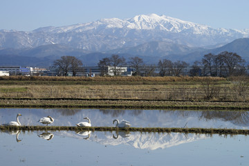 白山と白鳥