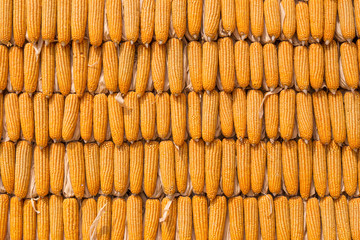 Corns for animal feeding