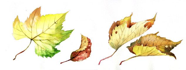 autumn leaves watercolor