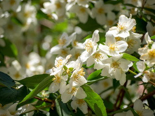 Bird Cherry flowers blooming