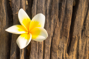 Flower on wooden