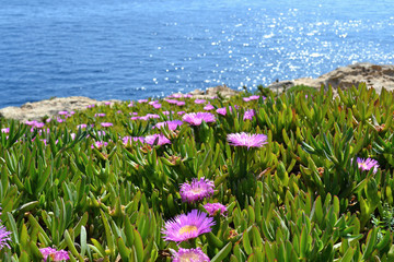 Pink flowers on the coast