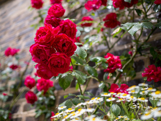 Shrub roses on a wall